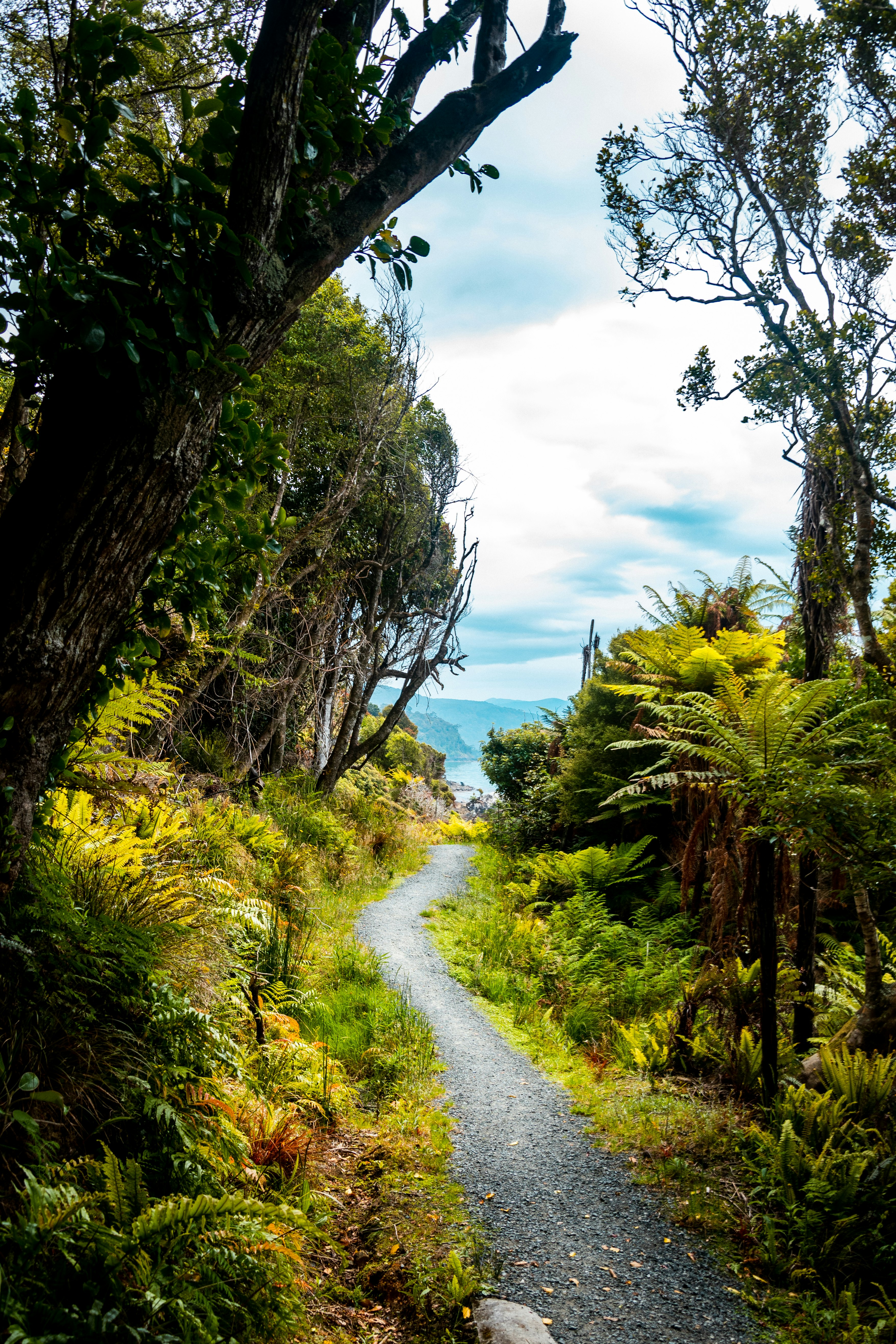 green grass and trees near road under white clouds and blue sky during daytime